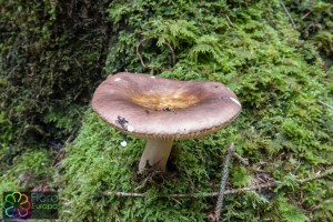 Russula faginea (1)_LR